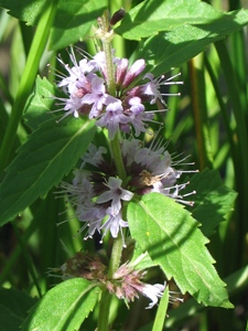 Mentha arvensis